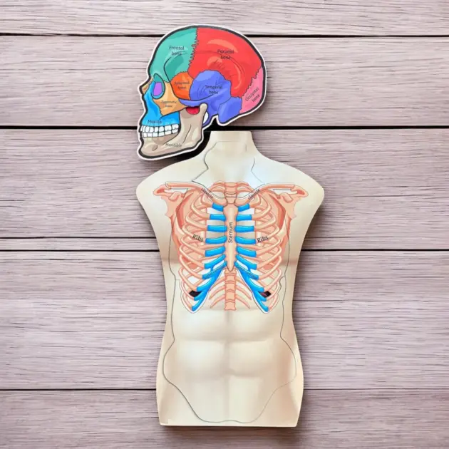 Human Body And Skull Anatomy